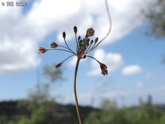 Allium tardiflorum