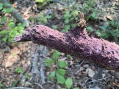 Phlebiopsis crassa