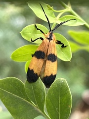 Calopteron terminale