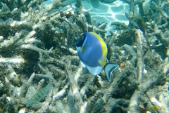 Acanthurus leucosternon
