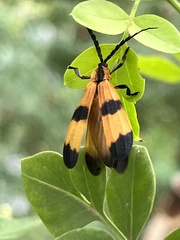 Calopteron terminale