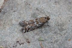 Delplanqueia dilutella