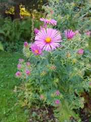 Symphyotrichum novae-angliae