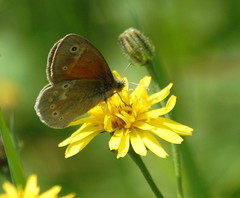 Coenonympha tullia