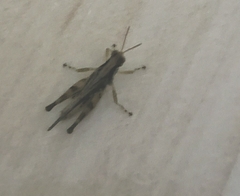Acrididae