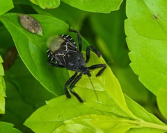 Apiomerus longispinis