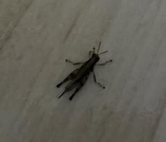 Acrididae