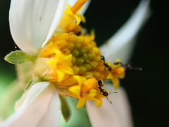 Formicoidea