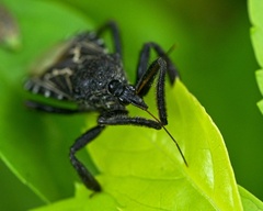 Apiomerus longispinis