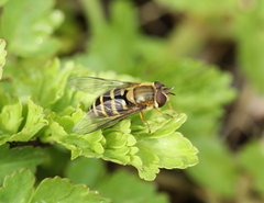 Syrphus torvus