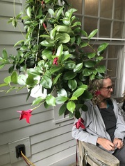 Mandevilla splendens