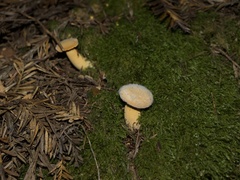 Cantharellus formosus