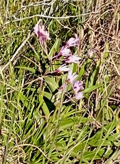 Dendrobium kingianum