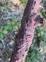 Phlebiopsis crassa