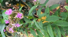Phlox paniculata