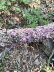 Phlebiopsis crassa
