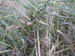 Panurus biarmicus