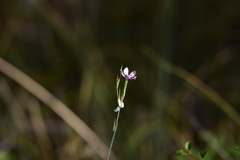 Dianthus ciliatus