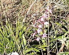 Dendrobium kingianum