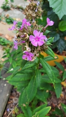 Phlox paniculata
