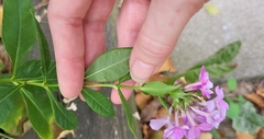 Phlox paniculata