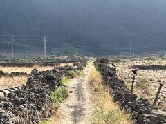 Pyrrhocorax pyrrhocorax