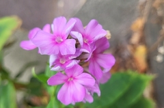 Phlox paniculata