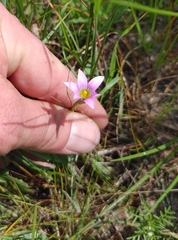 Romulea rosea