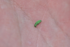 Polydrusus formosus