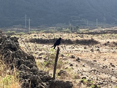 Pyrrhocorax pyrrhocorax