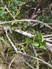 Solanum laxum