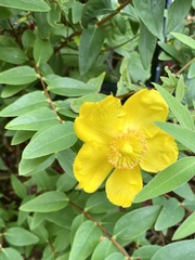 Hypericum × hidcoteense
