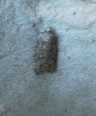 Choristoneura fumiferana