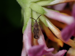 Tingidae