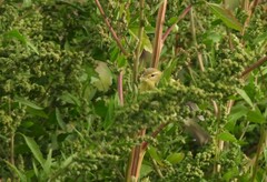 Phylloscopus trochilus