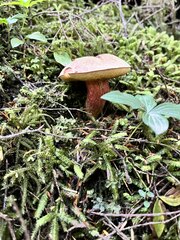 Boletus smithii