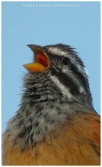 Emberiza sahari
