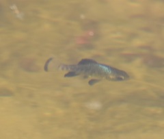 Cyprinodon bobmilleri