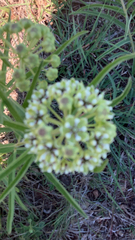 Asclepias asperula
