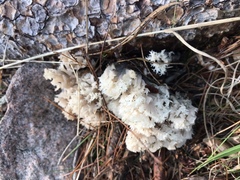 Hericium coralloides