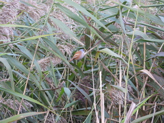 Panurus biarmicus