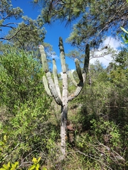 Key West cactus (Pilocereus keyensis)