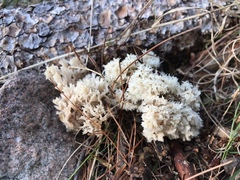 Hericium coralloides