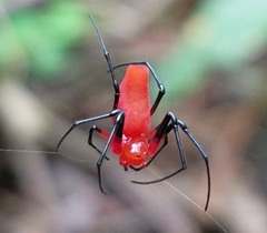 Leucauge licina