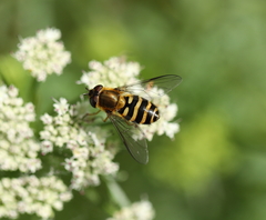 Syrphus torvus