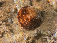 Glycymeris glycymeris