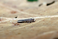 Bryotropha senectella