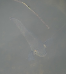 Astronotus ocellatus