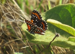 Lemonias stalachtioides