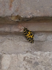 Pantherodes pardalaria